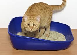 Cat litter box