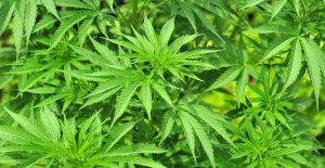 Cbd oil
