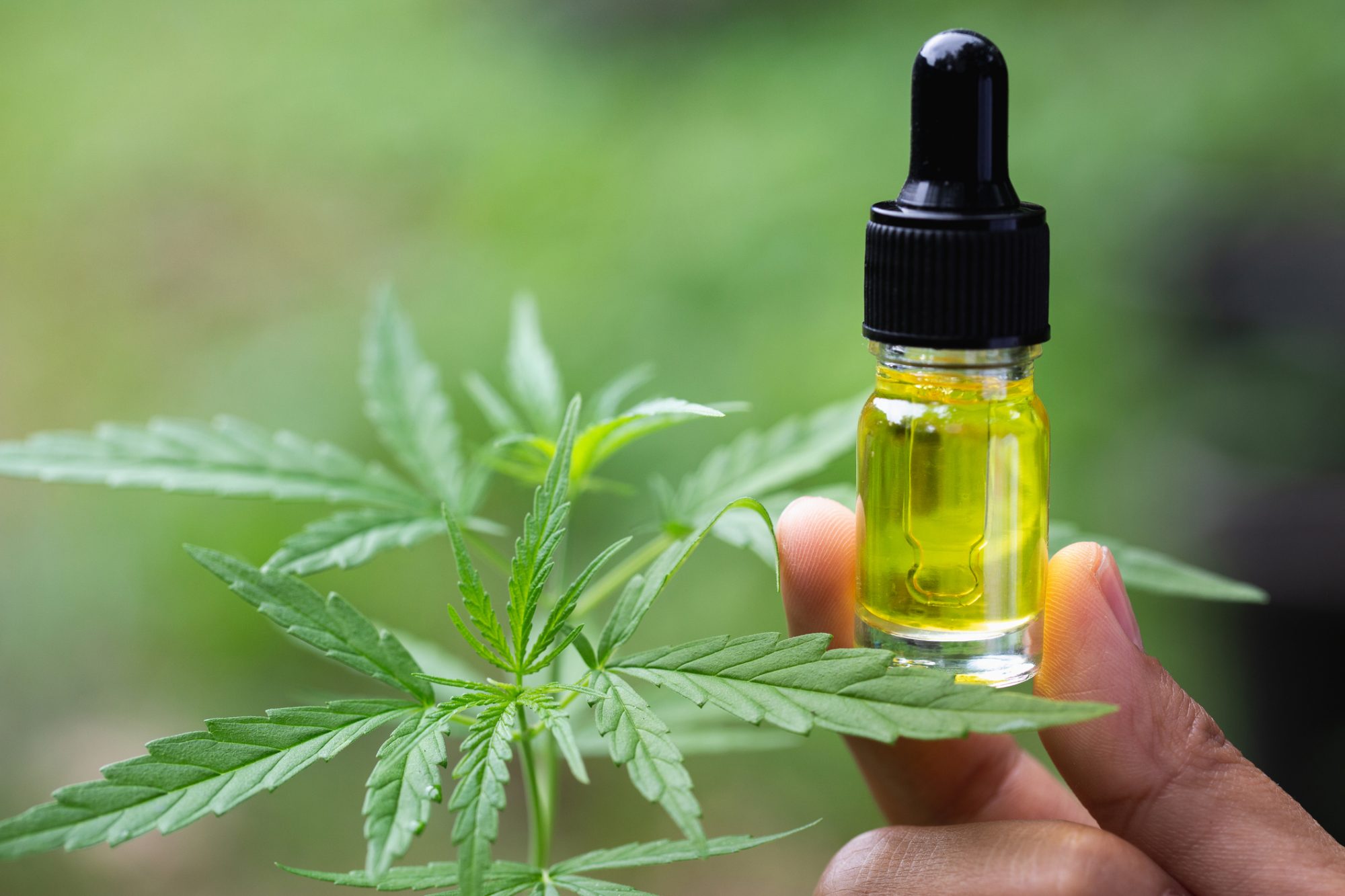 CBD Oil Toronto