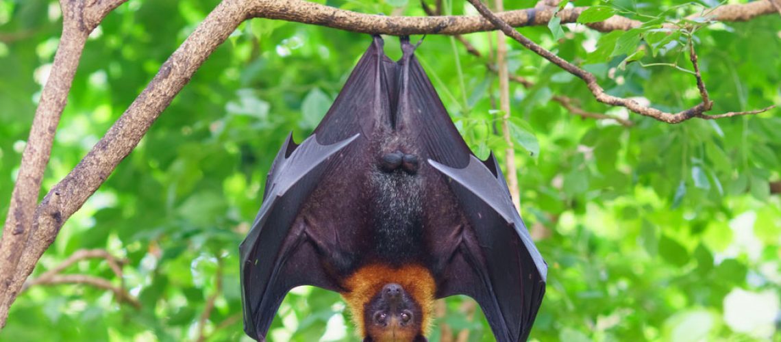 Bat Removal Services