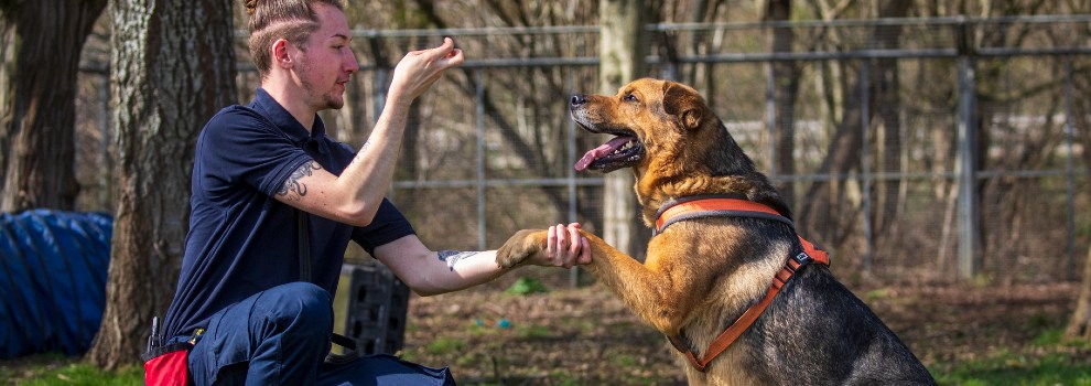Balance in Dog Training