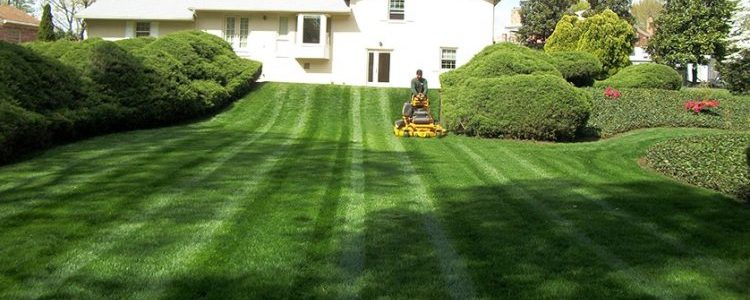 Information – Before Selecting the Best Lawn Proper care Company